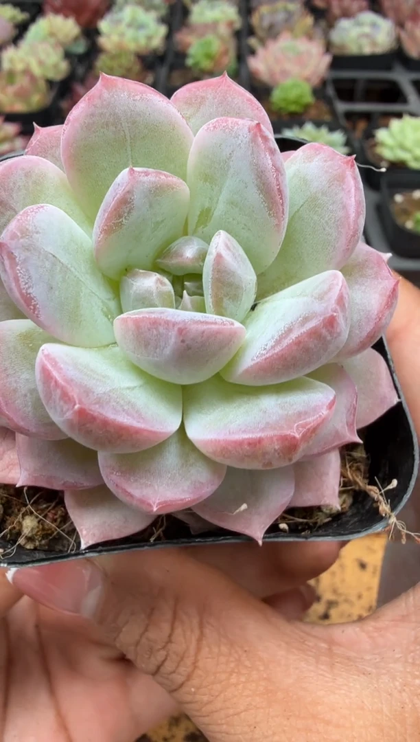 东云多肉园二店-360