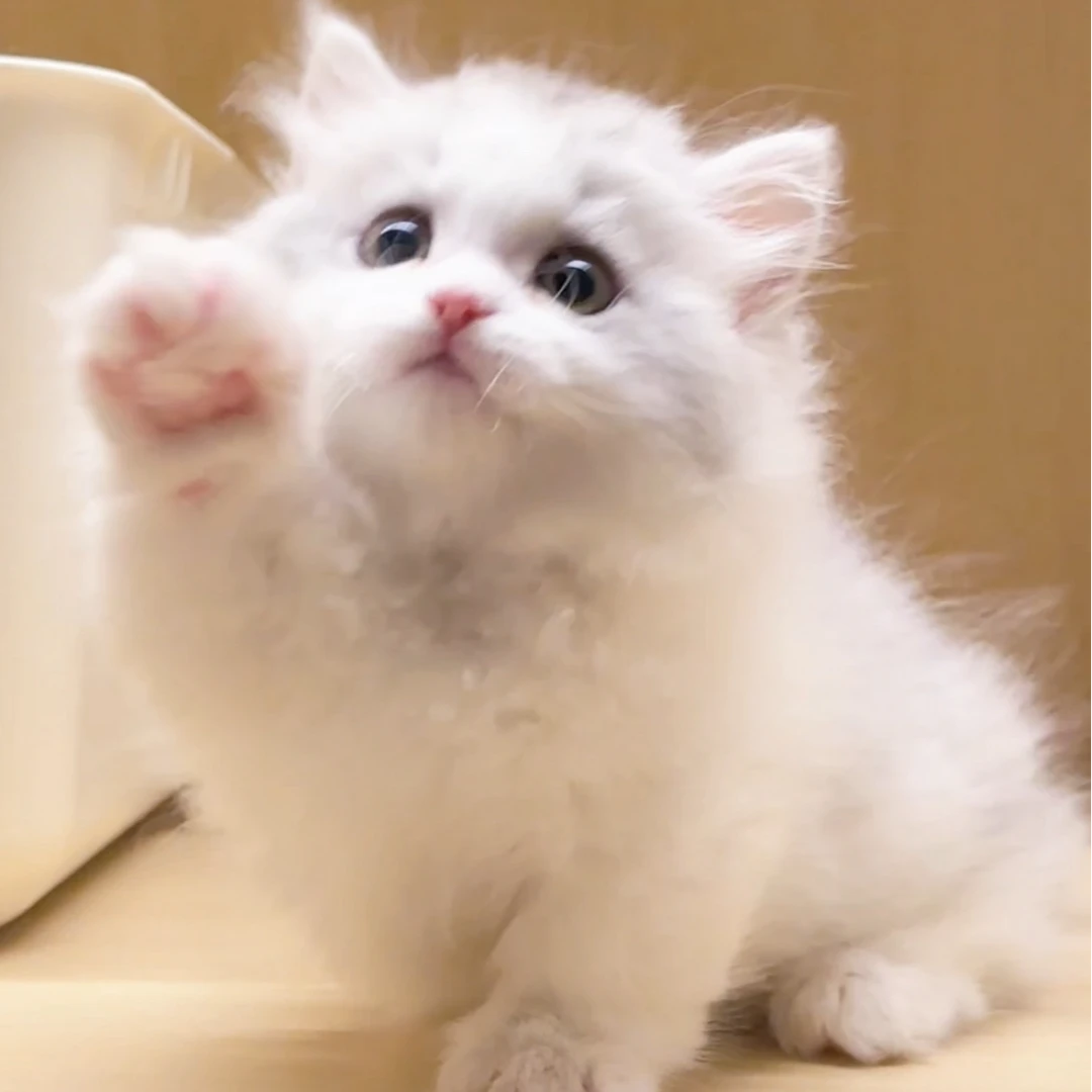 【喵小喵杭州店】银白米努特拿破仑矮脚猫