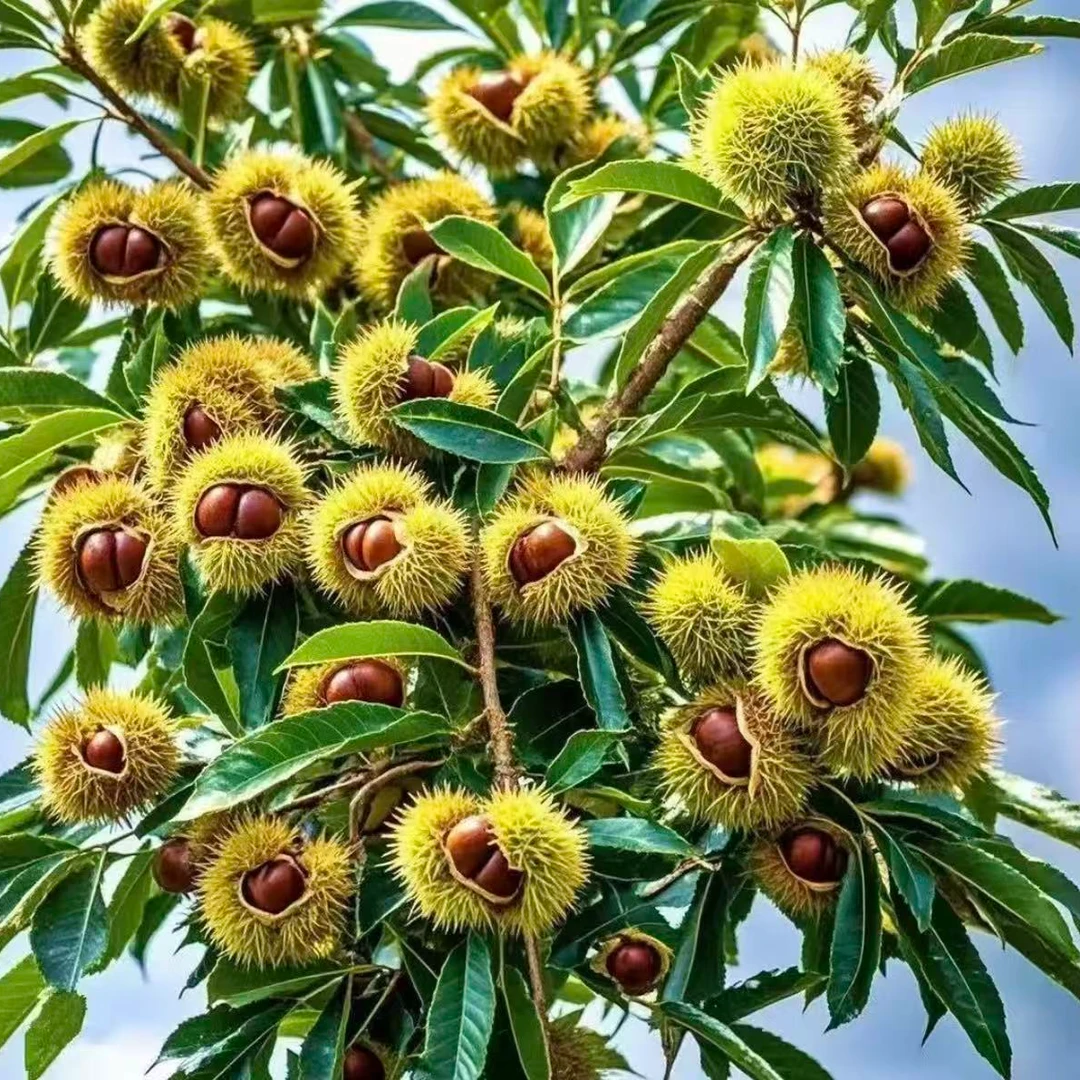 【大红袍板栗苗】高端稀有花盆庭院南北方种植果树苗