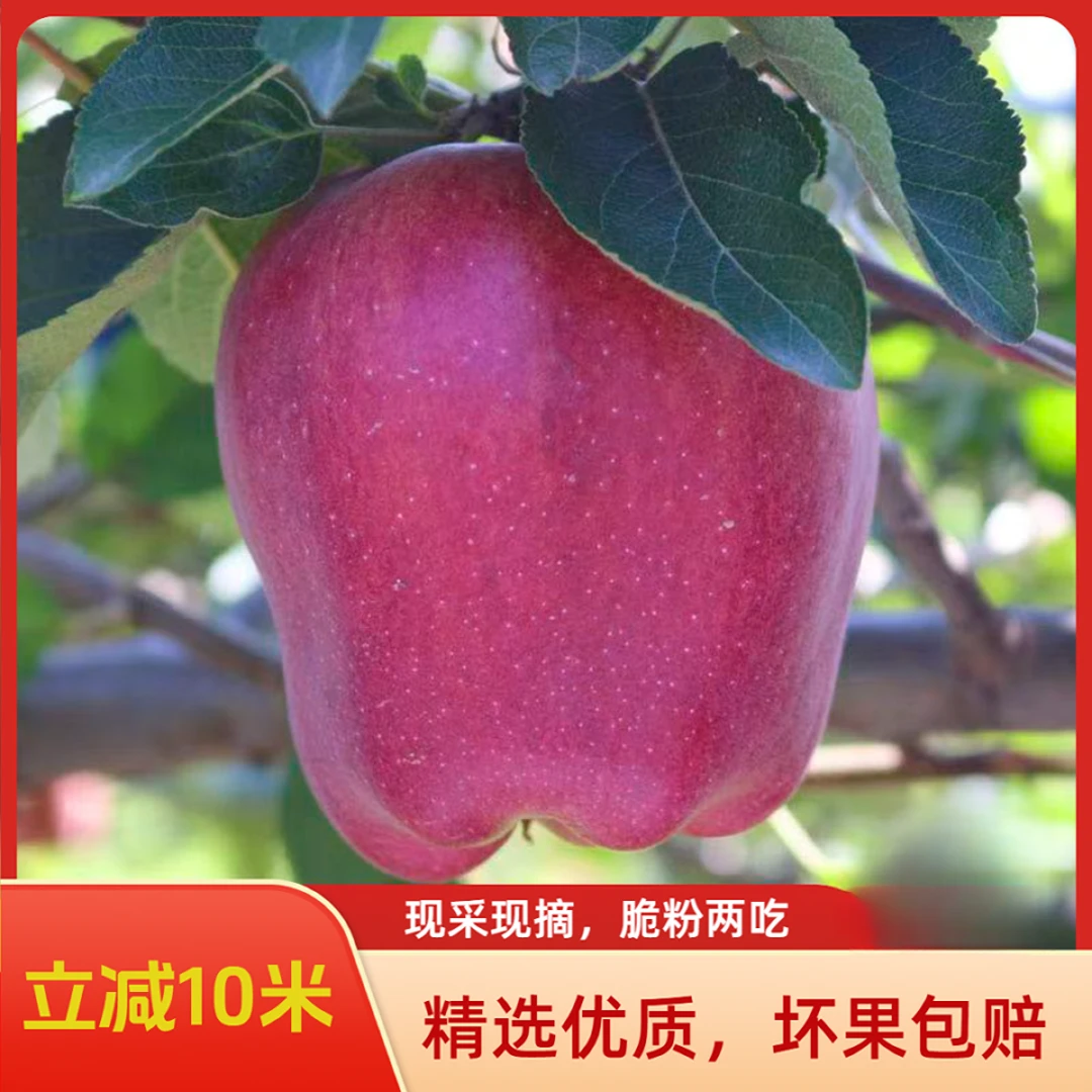 【现摘现发】甘肃天水花牛苹果正宗新鲜红蛇粉面整箱应当季水果