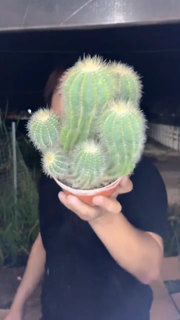 银冠群生 14-20cm