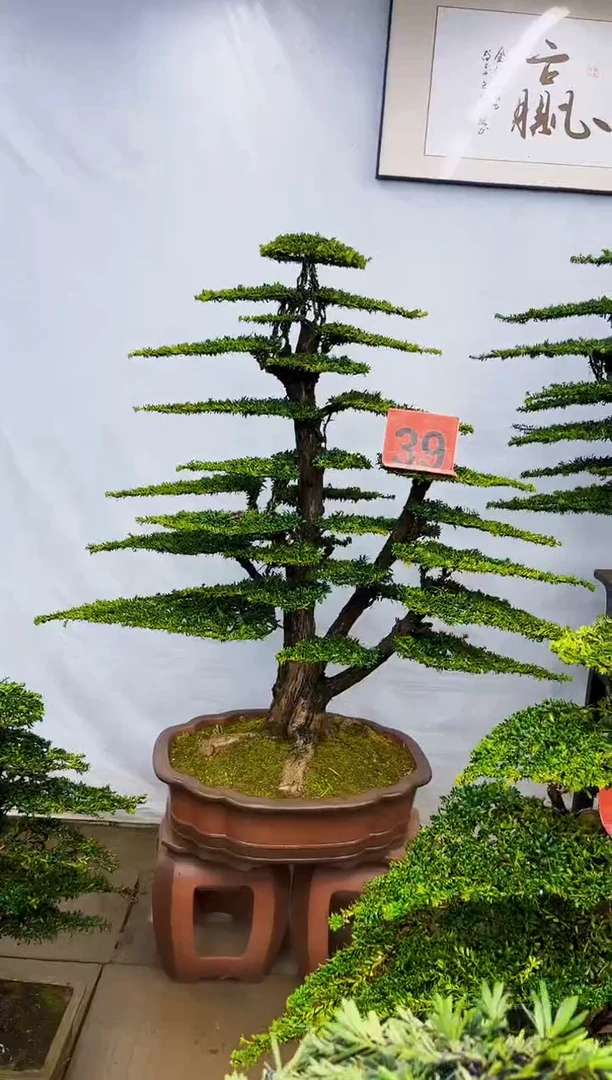 无花朵赤****6一物一拍，所见即所得