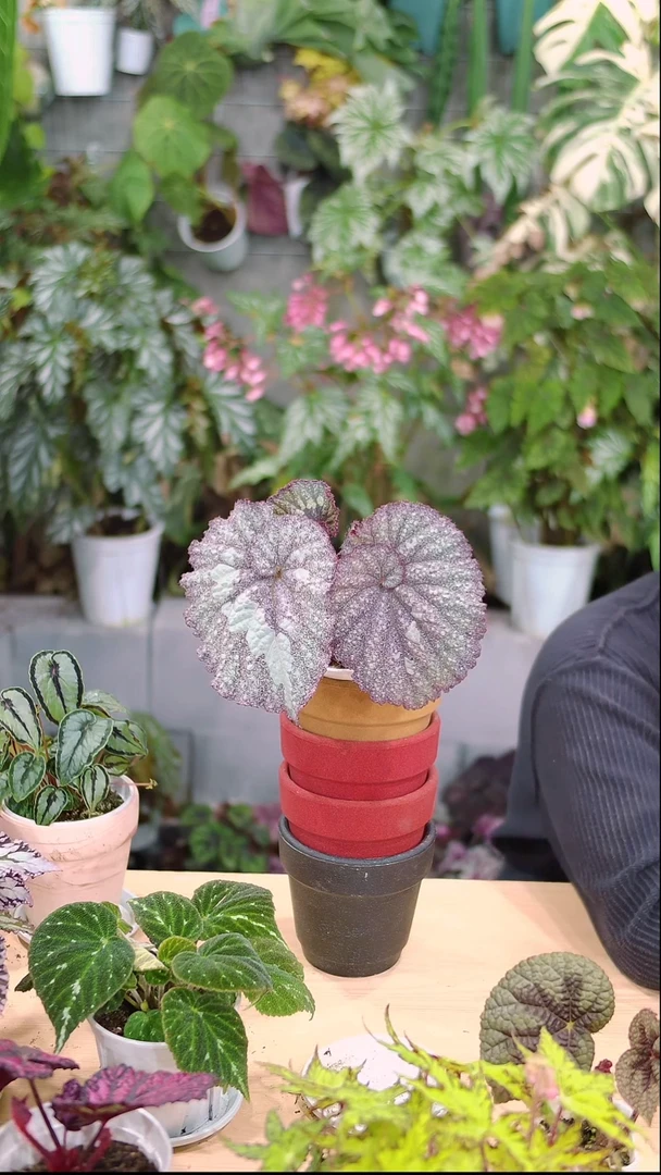 完全开放超级宇宙秋海棠1