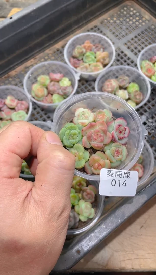 015灯泡3颗带盆土       量拍