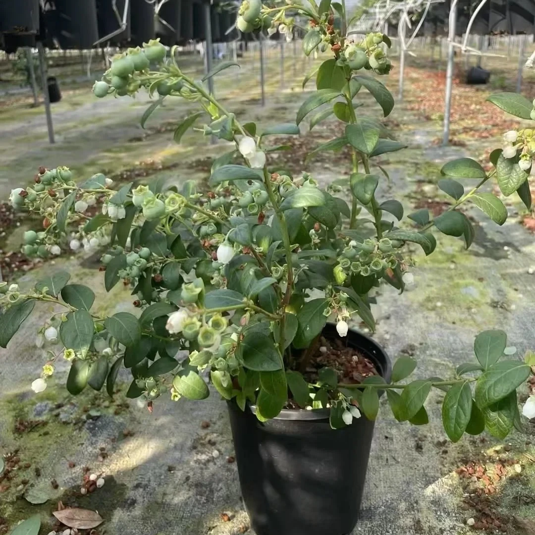 【新疆包邮】盆栽蓝莓带果发货