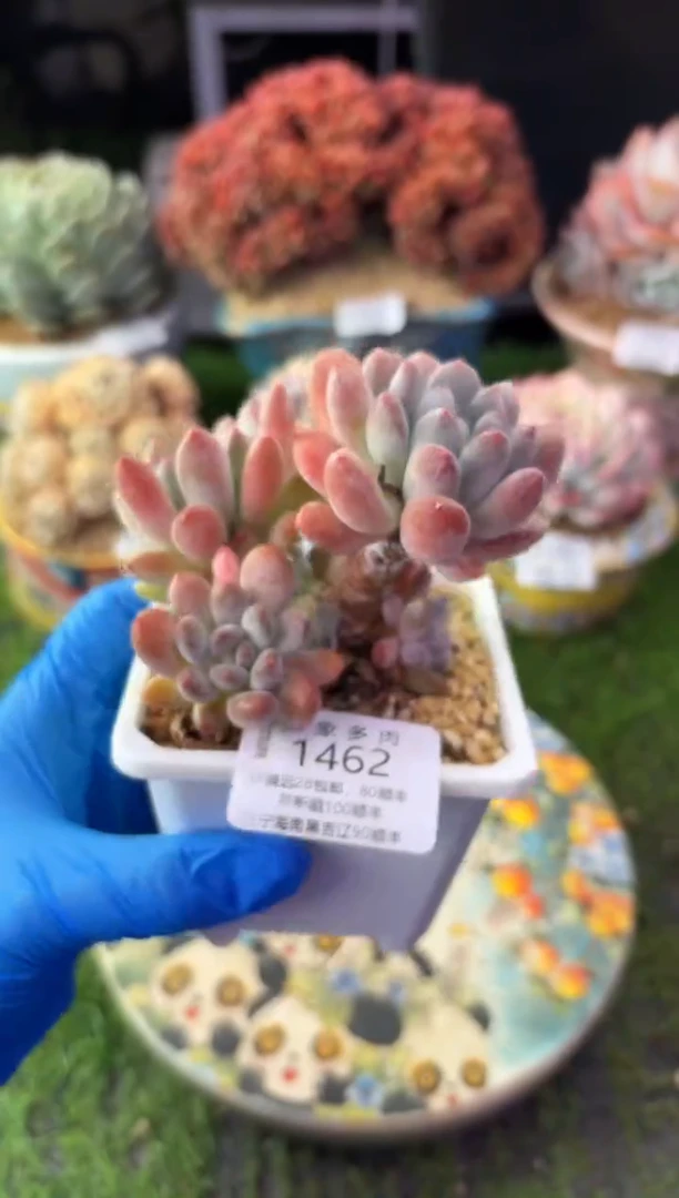 昆明印象多肉1462