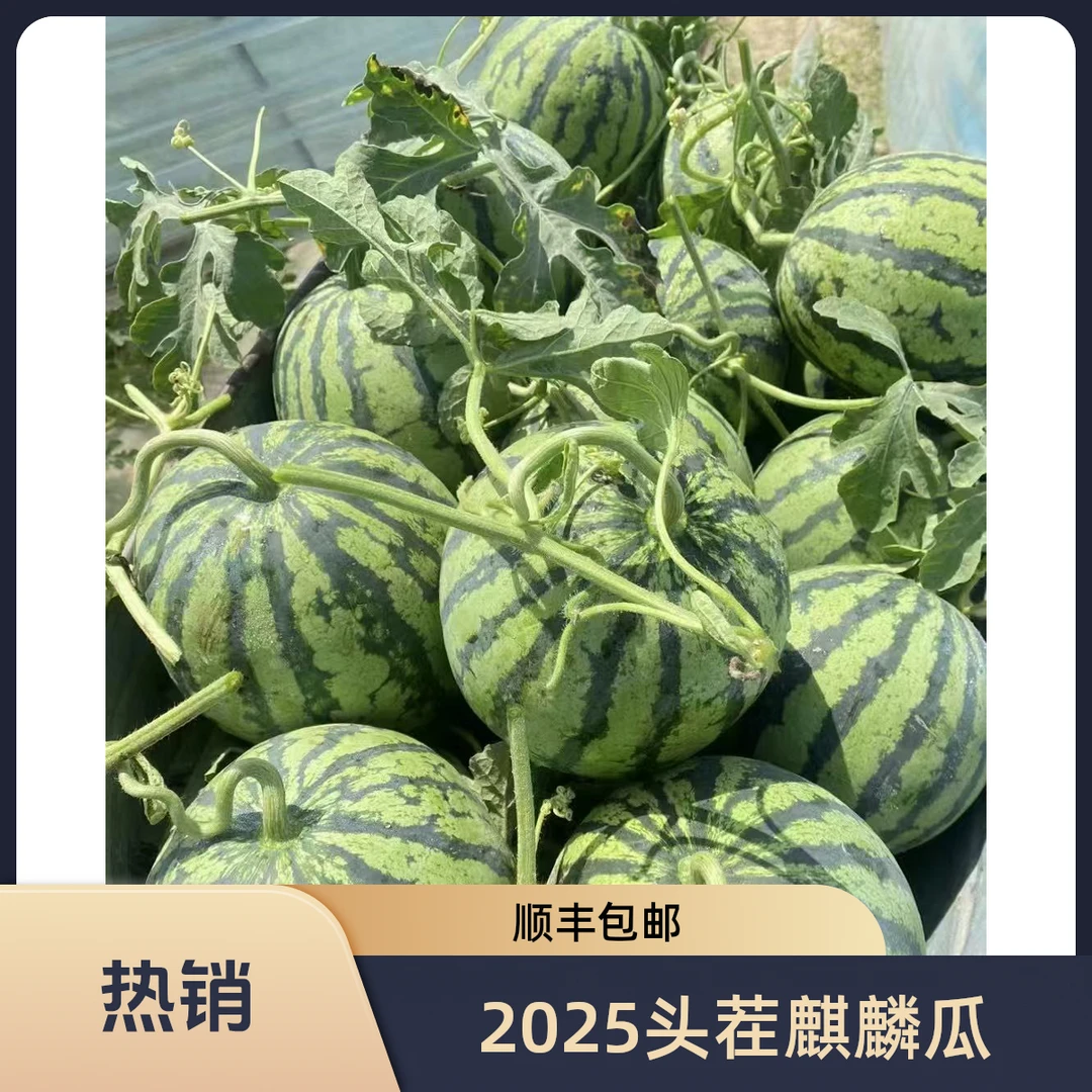 【2025头茬】顺丰包邮夏邑无籽麒麟美都西瓜8424麒麟西瓜