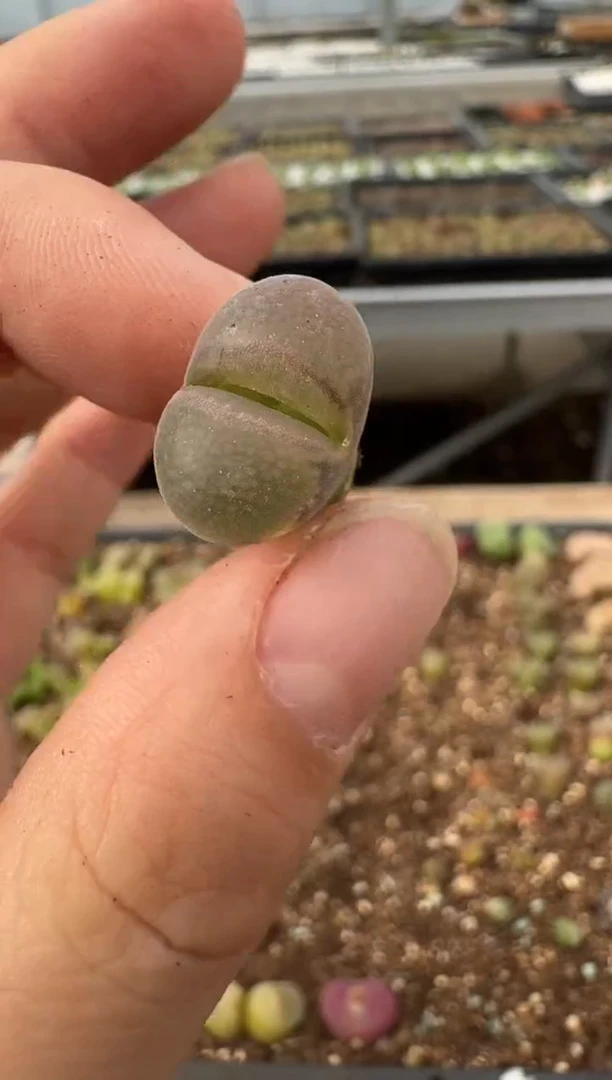 【闪购商品】6--47.