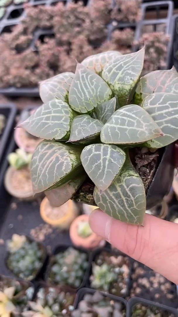 1颗   多肉    738
