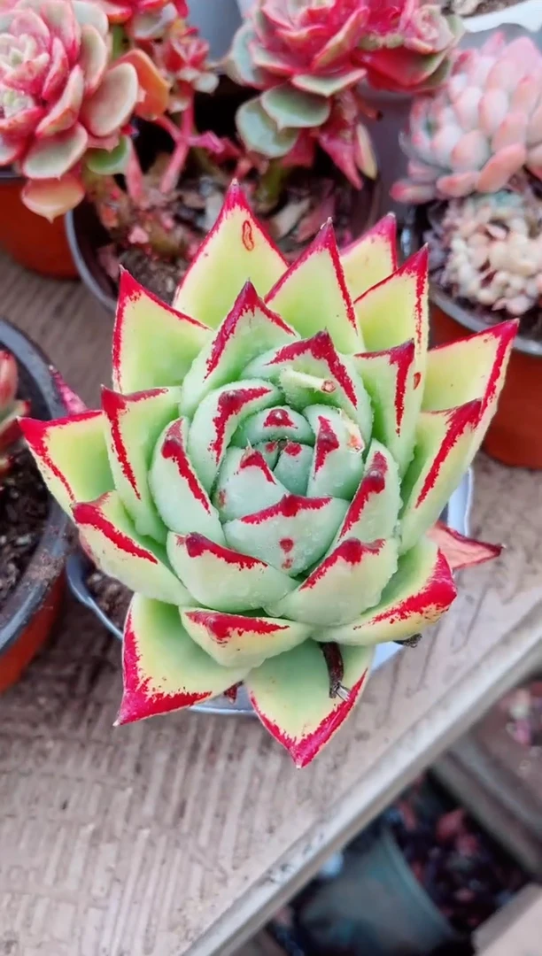 【闪购商品】07429