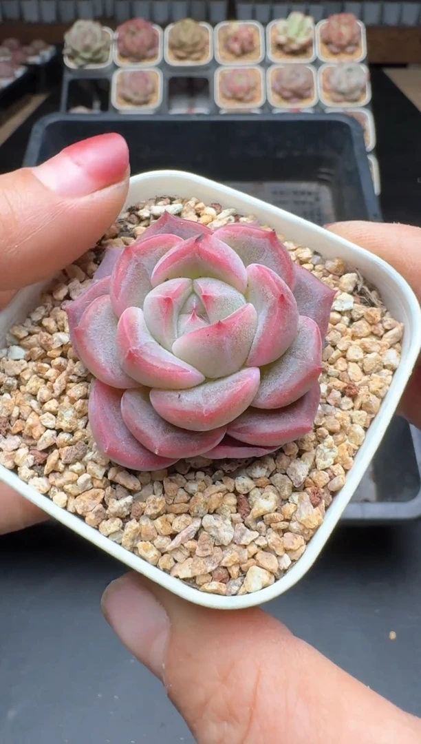 【闪购商品】216A号一物一拍多肉花卉植物拍3颗起发