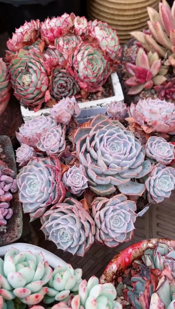 【闪购商品】19228多肉