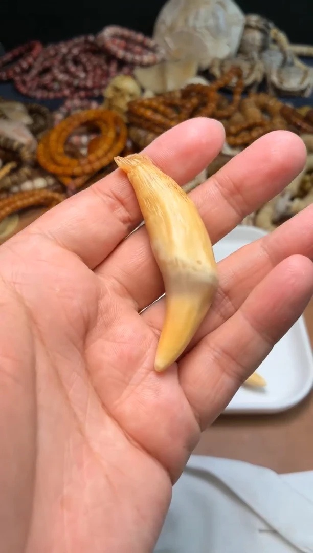 骆驼牙把件卡***.杂件613-骆驼牙把件