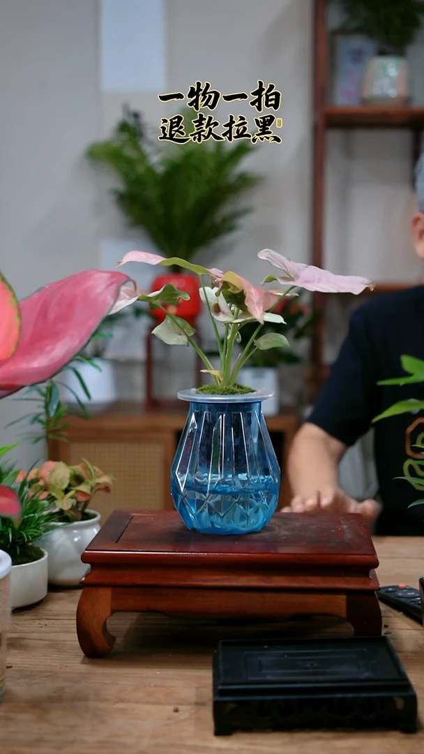 完全开放青****草红粉181