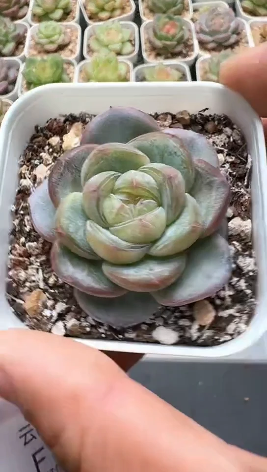 387F云禹多肉植物 默认脱土纸巾打包 3颗包邮