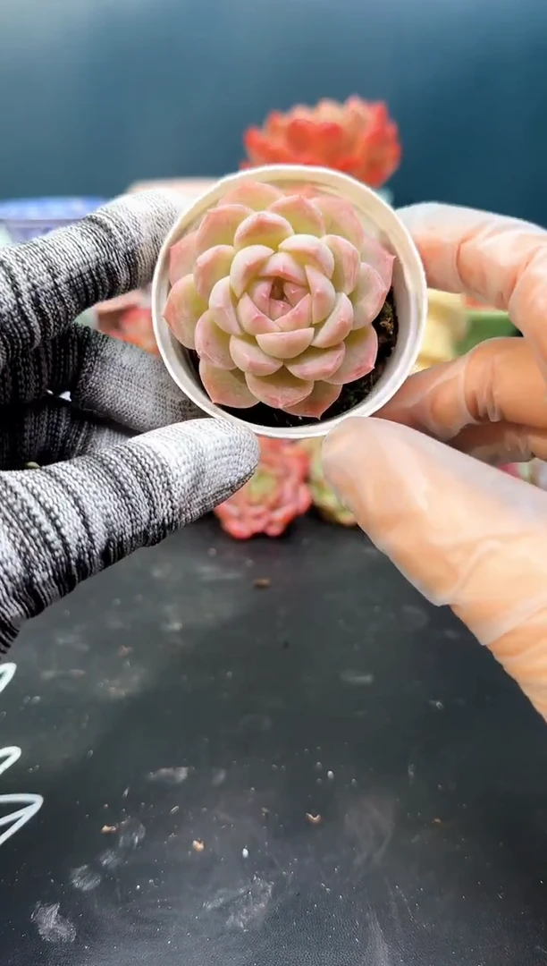 2  486欧若拉  （冠幅 5.5 cm）