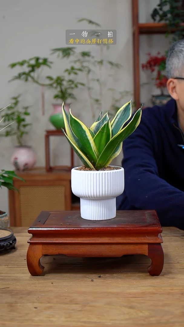 完全开放L***金152荷花兰