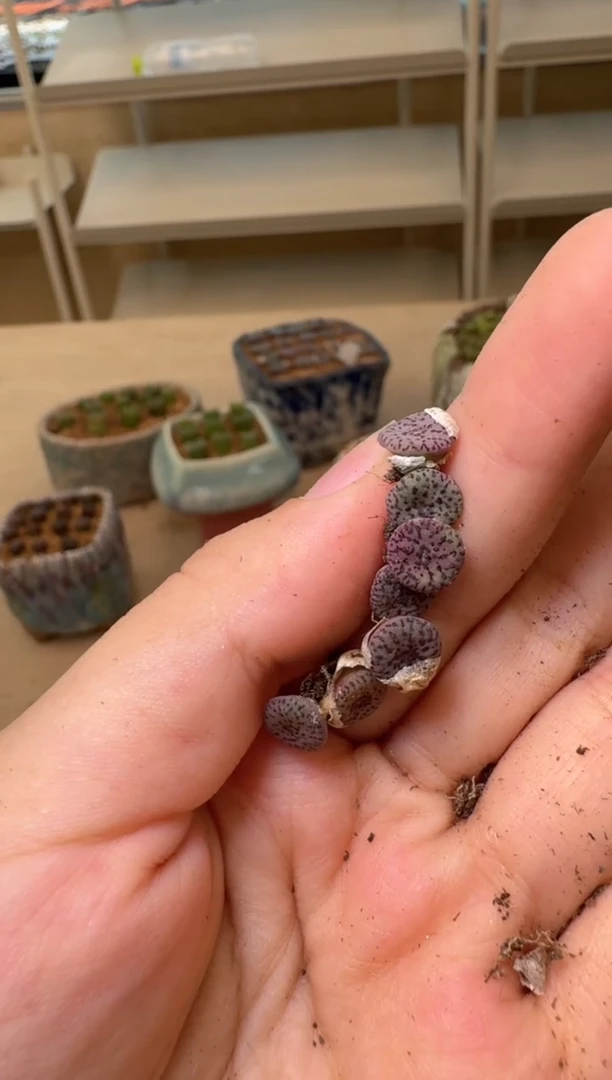 美丽的肉石头16-31