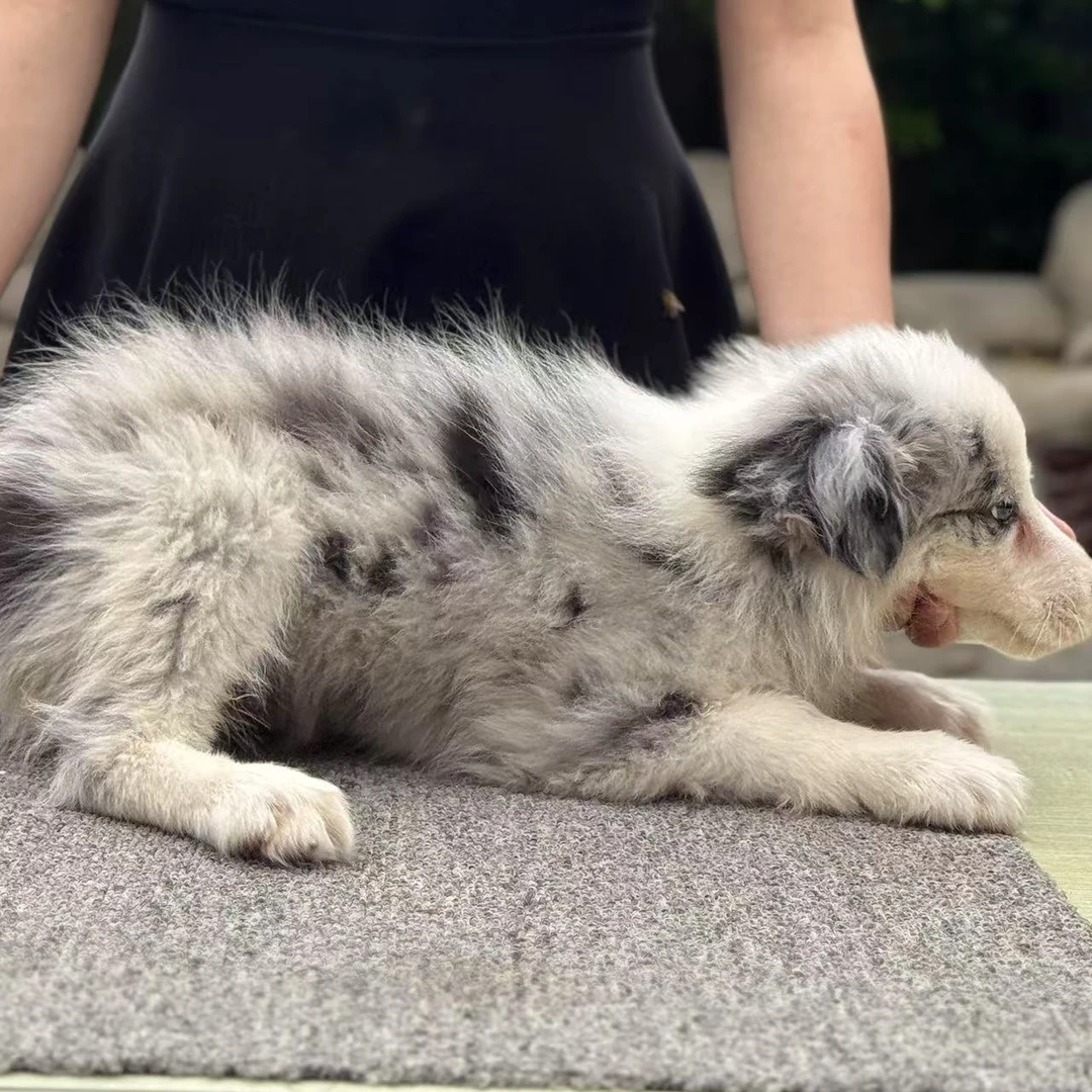 陨石边牧（弟弟） 2针疫苗  年龄2个月   活体