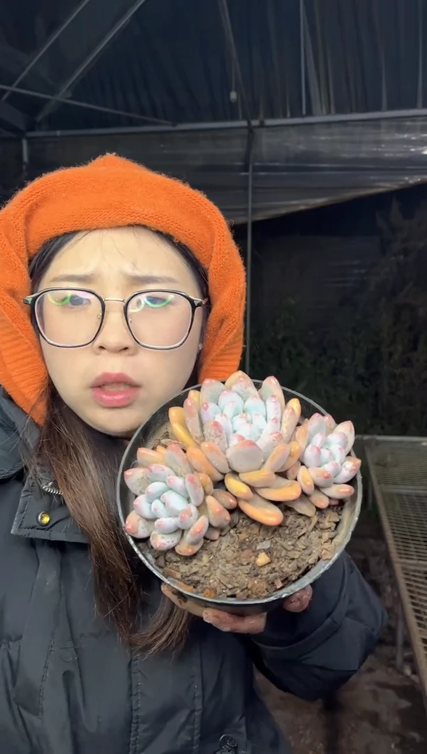 【闪购商品】76-黑盆精控香水5