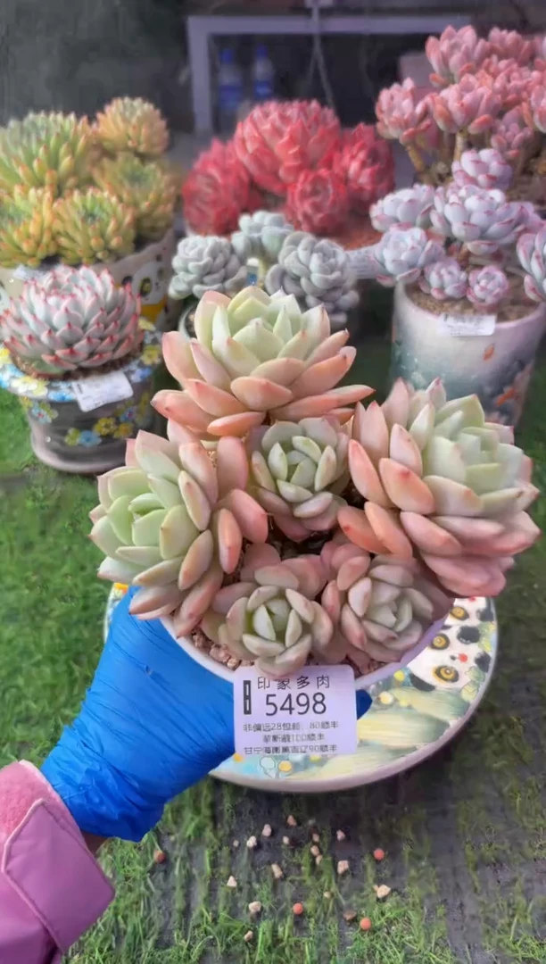 昆明印象多肉5498