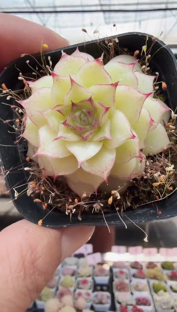 东云多肉园新款-23