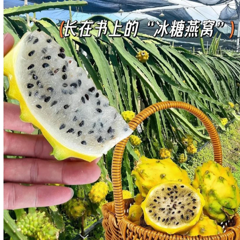 燕窝火龙果嫁接苗基地直发