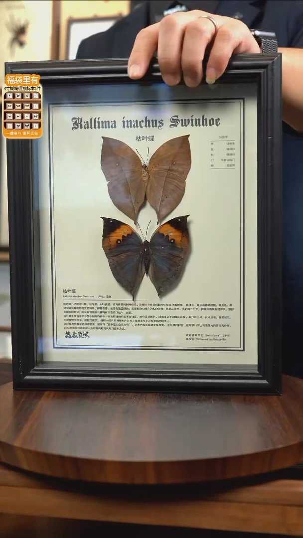 枯叶蝶正反两只中文版10寸欧式框