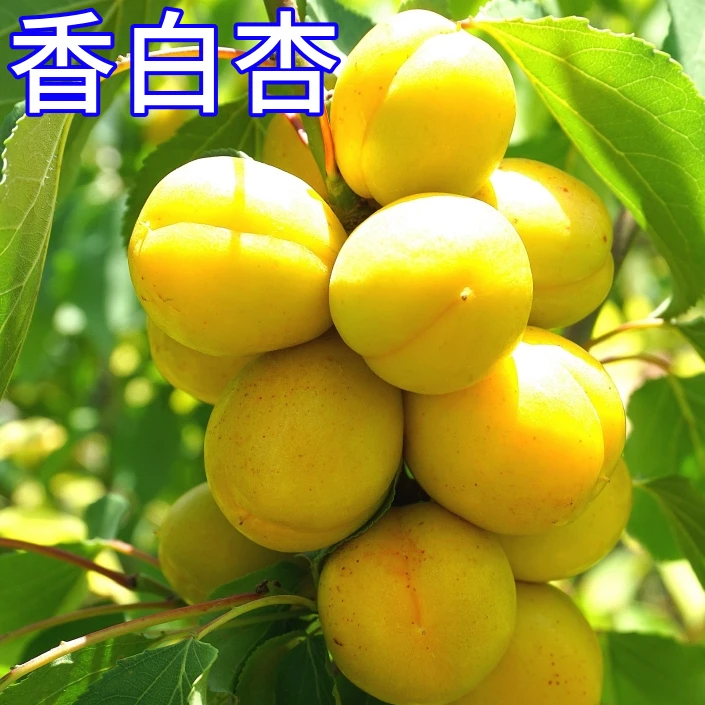 香白杏子树苗特大号嫁接苗阳台盆栽果树南北方种植耐寒当年结果