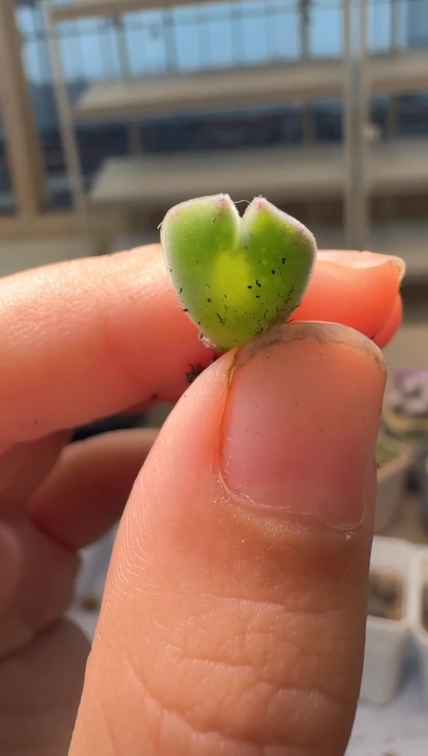 西*露28-321多肉植物肉锥猫耳空蝉