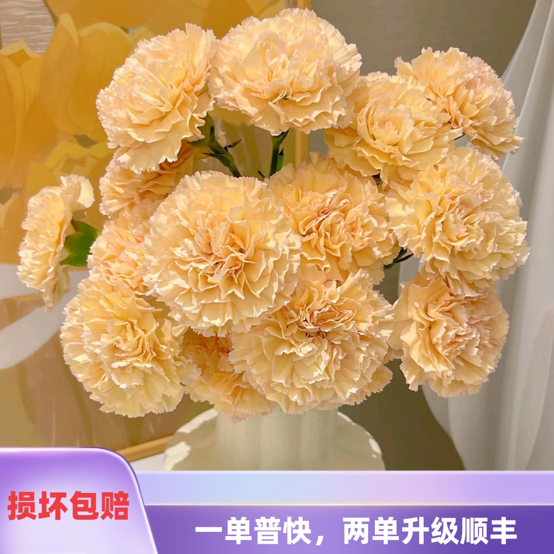 可可西里康乃馨15枝  任意2单鲜花升级顺丰