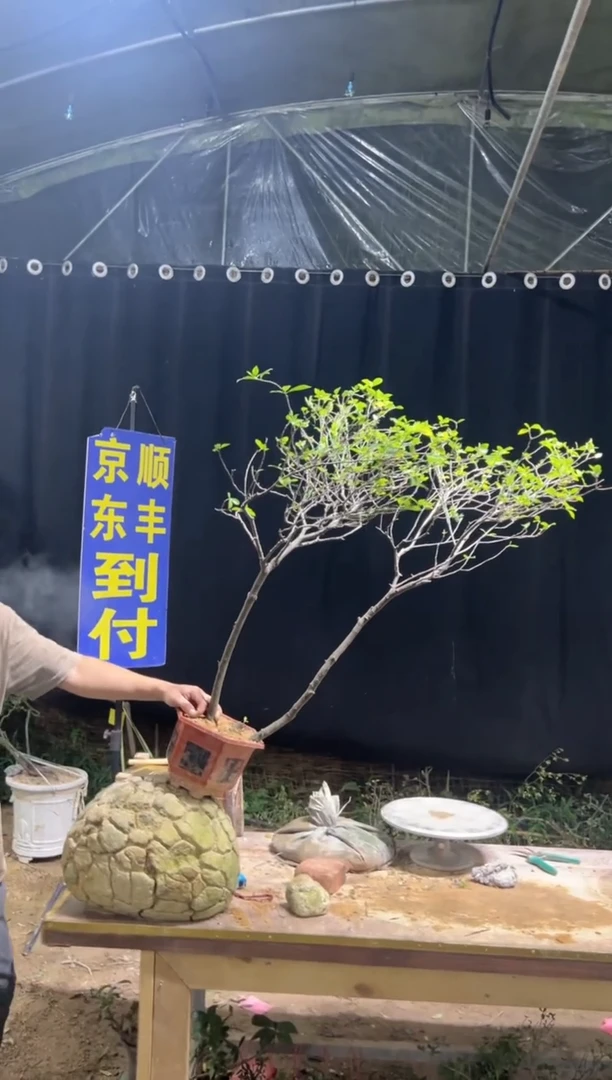 当前无花栽培后可以开花小**画海岛栀子花