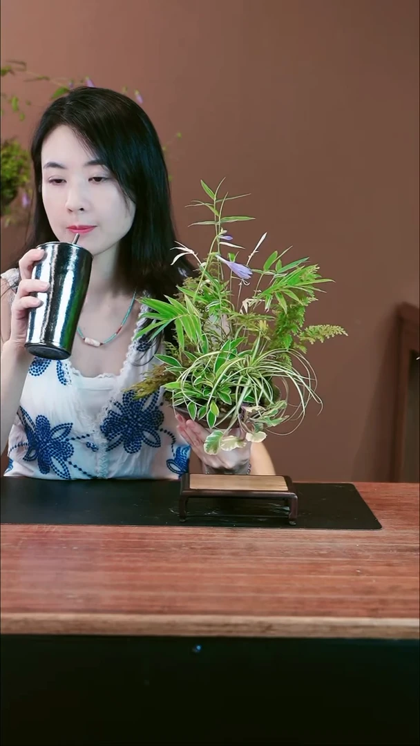 无花朵山野草盆景盆景盆景