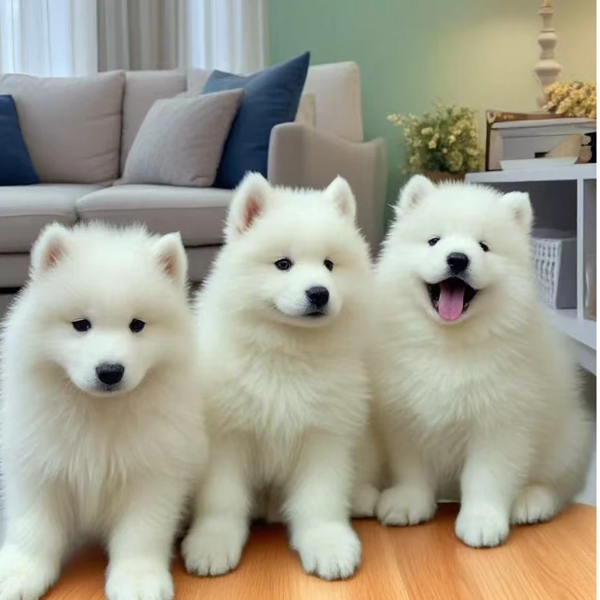 全国宠物猫狗交易市场