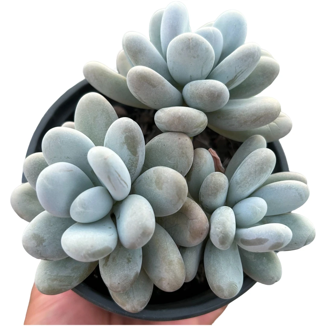 精控原始奶酪带盆土多肉植物室内绿植净化空气