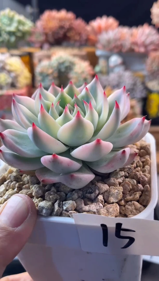 12.21-15吉娃娃锦1111111111