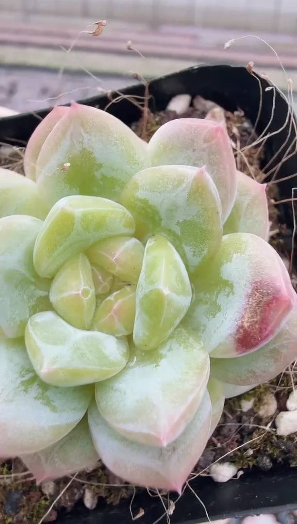 东云多肉园生日专场-111