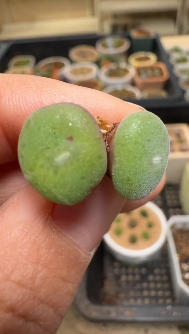 【闪购商品】2/4-53