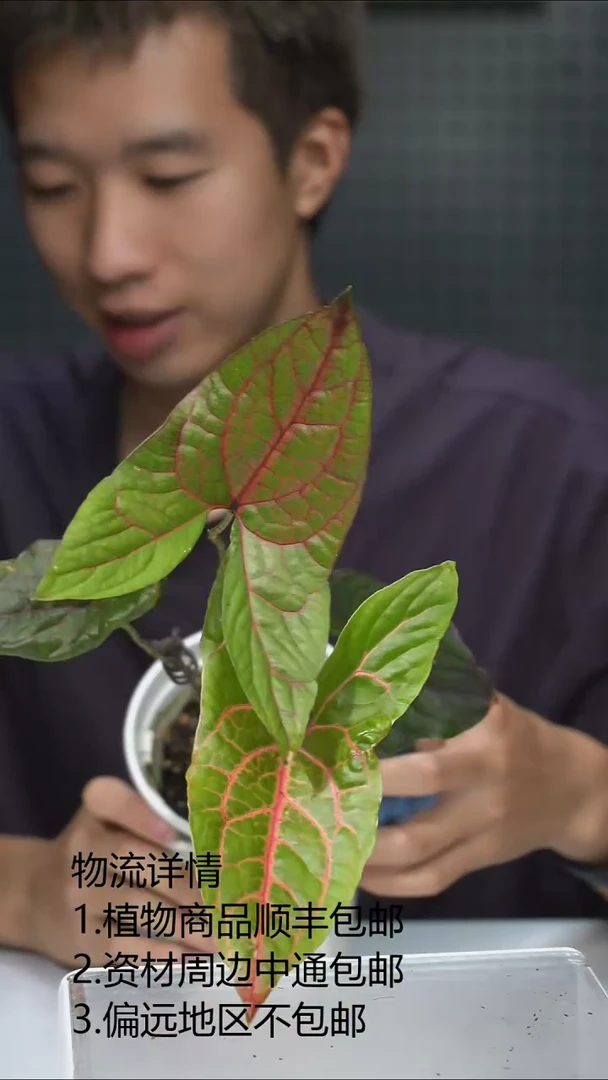 完全开放红脉曲籽芋