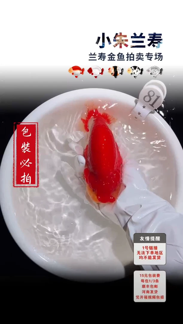 金鱼包装必拍未拍顺丰到付81号
