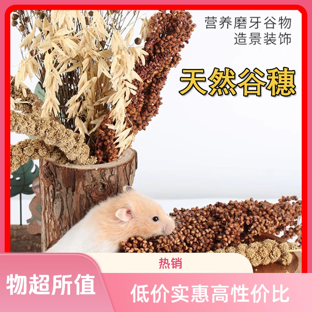 新谷穗小米穗天然麦穗仓鼠磨牙零食小宠物笼子造景谷物花草亚麻籽