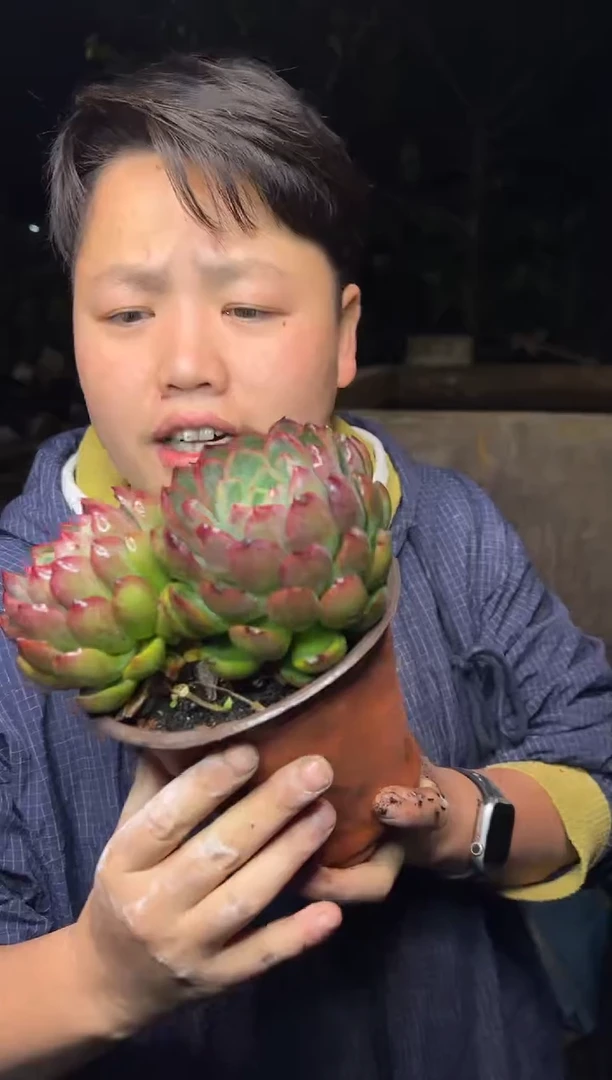 双头起伊利斯6.88