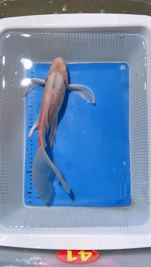 锦鲤锦鲤蝴蝶鲤鱼拍开箱视频包售后