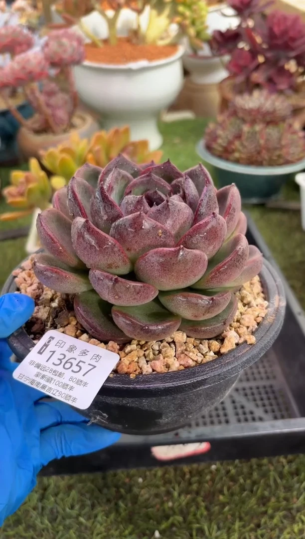 【闪购商品】13657