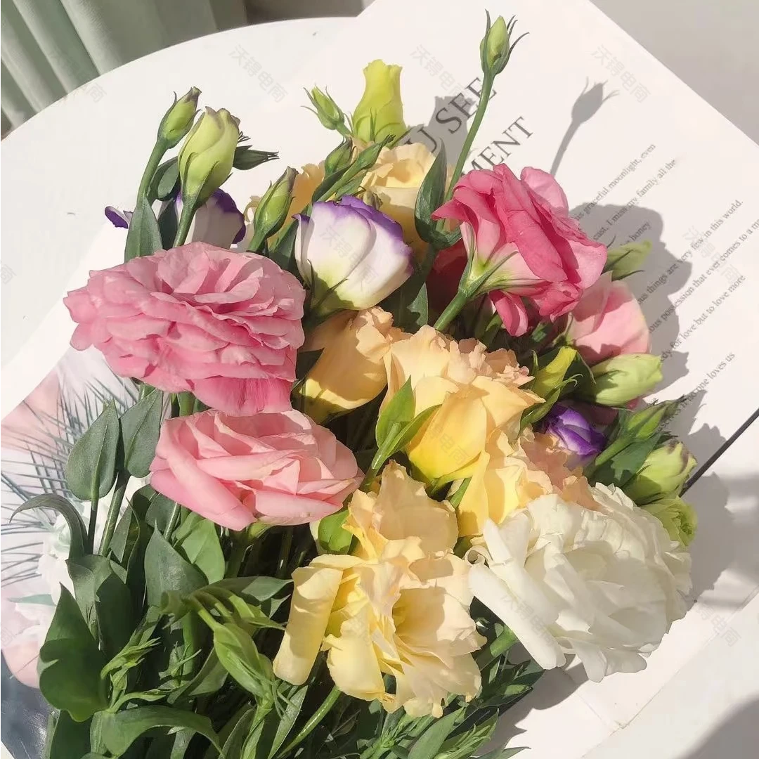【洋桔梗混色600克】全场鲜花任意满两单升级冷链加配草 三单送花瓶