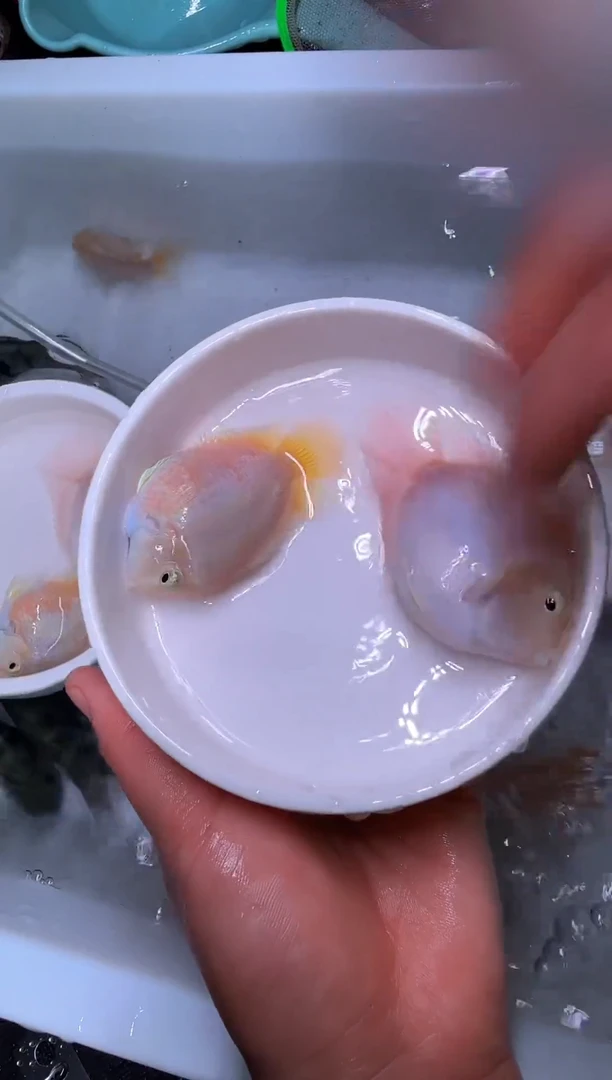 鹦鹉鱼直播选鱼白金一对