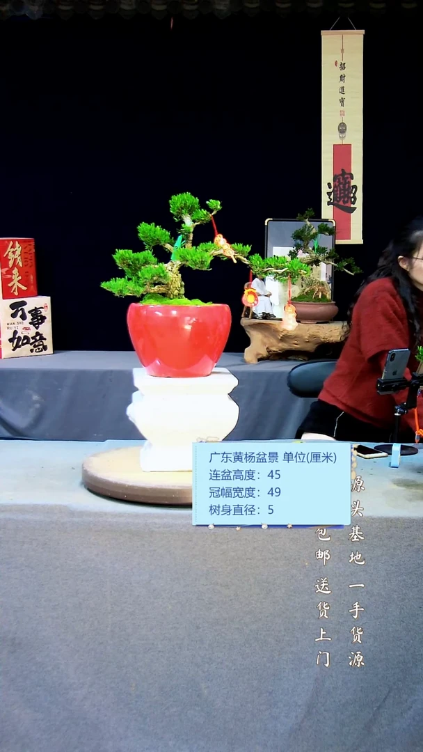 【闪购商品】黄杨盆景黄杨盆景