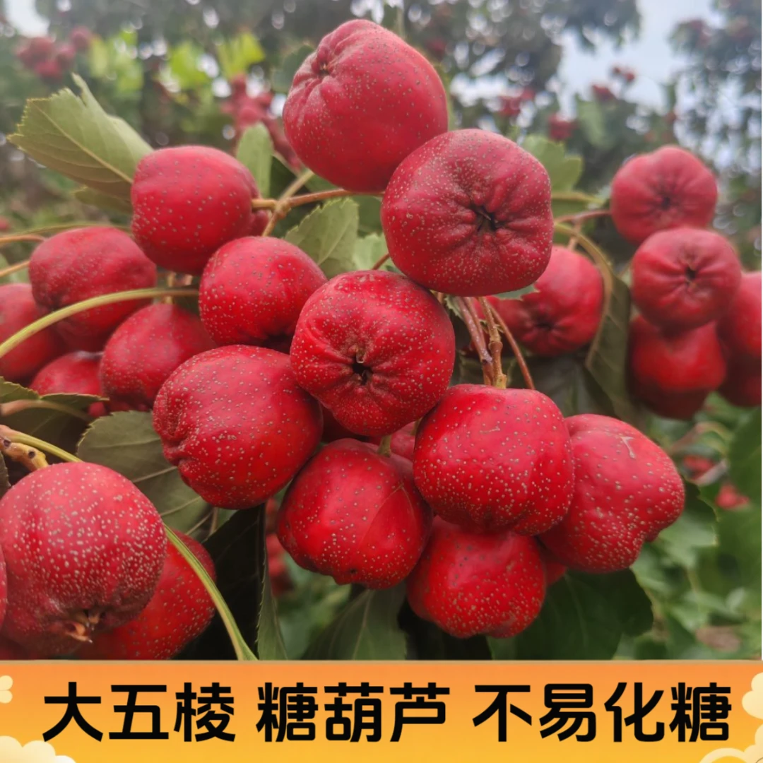 【当季鲜果】大五棱新鲜山楂糖葫芦歪把红雪球专用不易化糖产地直发
