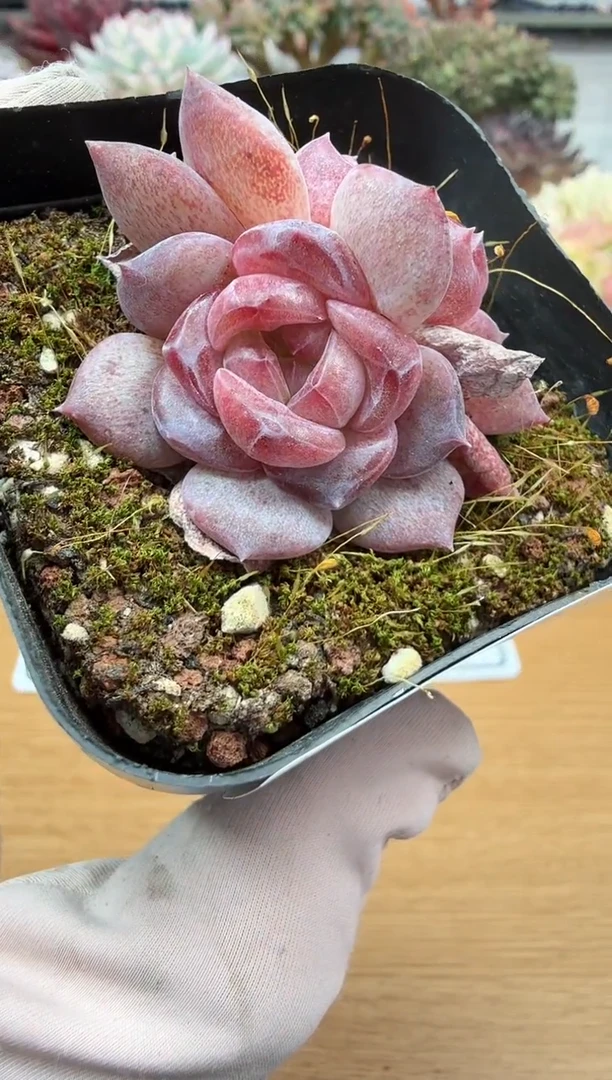 东云多肉园二店-157