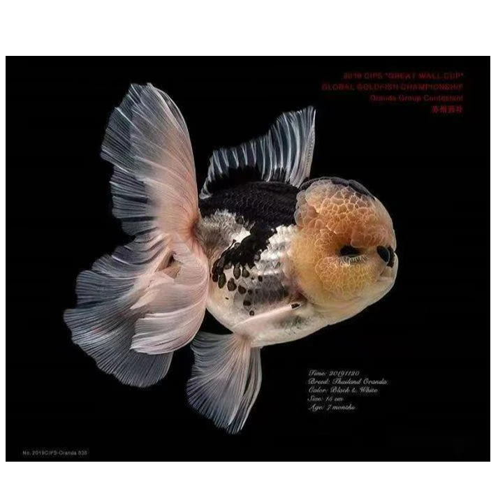 泰狮金鱼广温鱼玛丽黑白熊猫黑白熊猫